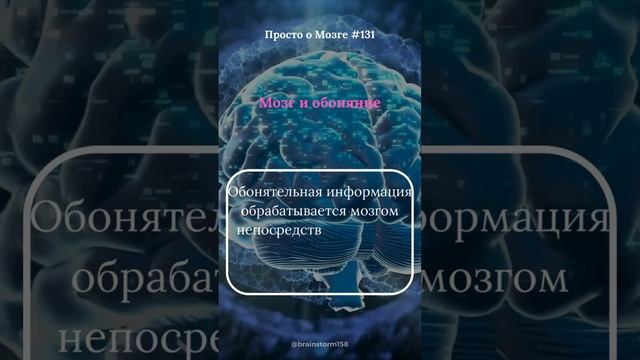 Мозг и обоняние
