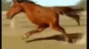 тыгыдык тыгыдык шабай мане