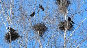 Март. Грачи на гнёздах.