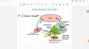 Базальные ганглии