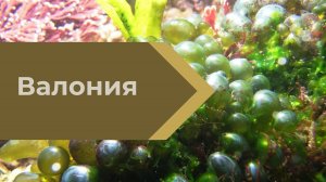 Часть 34 Новая проблема - валония.
