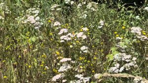 🌿Самые популярные травы Центральной России: польза и рецепты🌿