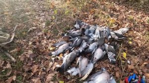 Охота на вяхиря в горах Туапсинского района  Готовим отбивные из птицы