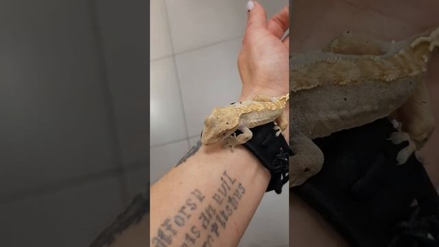 Малыш бананоед доведенный до рахита и прочих прелестейне правильного содержания...