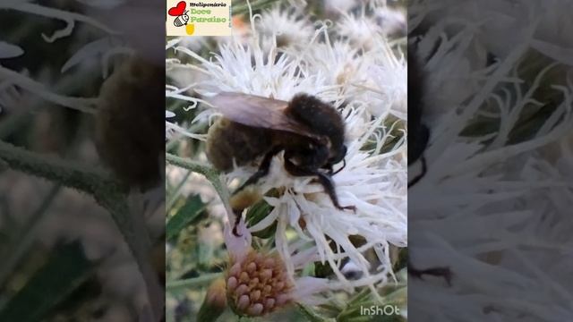 Lindas imagens da Guaraipo schencki (Melipona bicolor schencki) fazendo a polinização: magníficas! смотреть онлайн