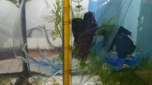 Петушки в новом аквариуме