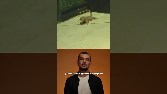 🦎Маленькие милые тайские гекконы