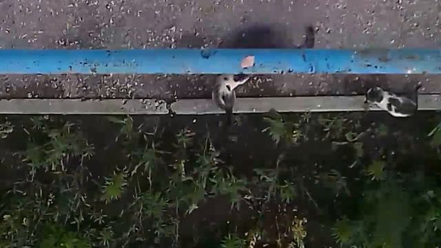 Ласка и котята. 2 часть
