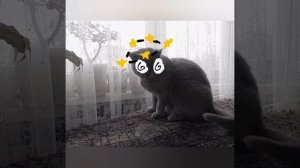 пс лица бони шаблон ( берите если хотите)