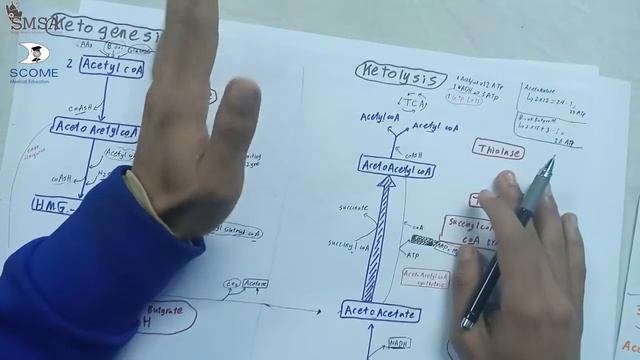 Ketone Bodies Metabolism.
