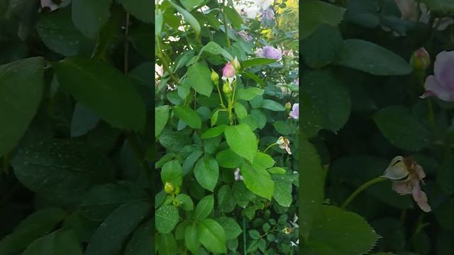 КАКИЕ СОРТА РОЗ ХОРОШО СОЧЕТАЮТСЯ МЕЖДУ СОБОЙ? #розовыйсад #розы #идеидлясада #розынатверскомболоте