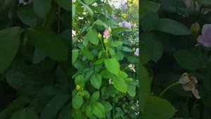 КАКИЕ СОРТА РОЗ ХОРОШО СОЧЕТАЮТСЯ МЕЖДУ СОБОЙ? #розовыйсад #розы #идеидлясада #розынатверскомболоте