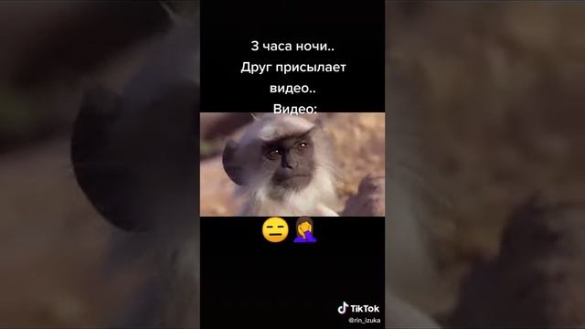 жизнь обезьян
