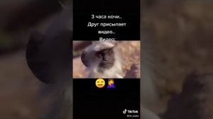 жизнь обезьян