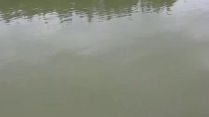 Кавер "Речной трамвайчик"