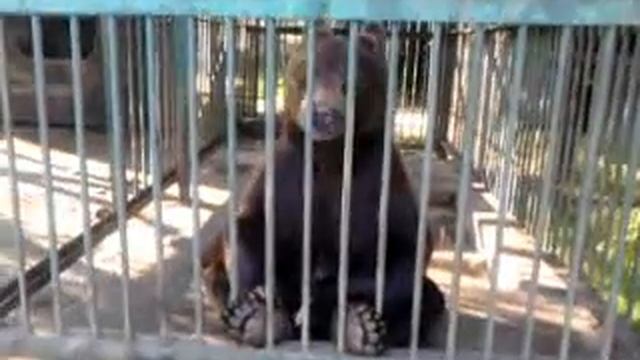 медведь сосун.3gp смотреть онлайн