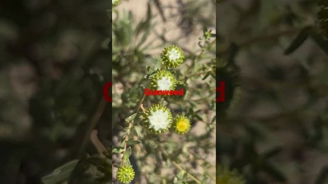 Some weeds you havent seen before! thewaytosucculents