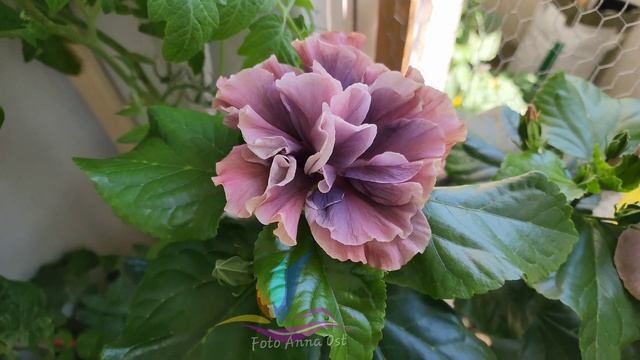 Aloalo Flower Gorgeous #гибискус #герагибис #сортовыегибискусы #geragibis #hibiscus #AnnaOst смотреть онлайн