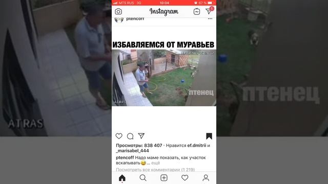 Избавление от муравьев