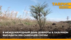 В Международный день доброты в Лазурном высадили 500 саженцев сосны