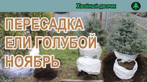 Как пересадить ель голубую с комом, и сосну карликовую желтую осенью,ноябрь