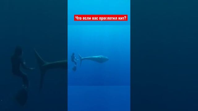Что будет если вас проглотил кит? #интересныефакты смотреть онлайн