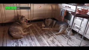 жаркая суббота с 10 #хаски