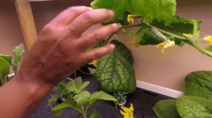 How to Pollinate Your Cucumbers