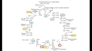 8. Эфирное тело. ч10. Цикл Кребса