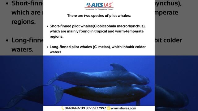 What Are Pilot Whales? |UPSC|Civils|AKS IAS
