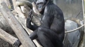 Bonobo at San Diego Zoo gagging up her food!