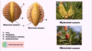 Голосеменные и Покрытосеменные