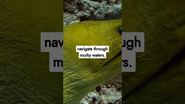 Extraordinary Animal Senses: Unveiling Nature's Sensory Marvels | Bizarre and Beautiful смотреть онлайн