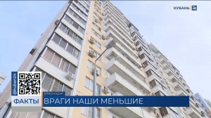 На нашествие тараканов пожаловались жители многоэтажного дома в Краснодаре