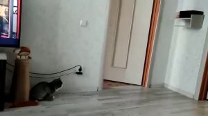 Как наш кот пугает дочь