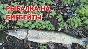 РЫБАЛКА НА БИГБЕЙТЫ В НОЯБРЕ. КРУПНЫЕ ЩУКИ НА Biggy Boy #сезонконтентаRUTUBE