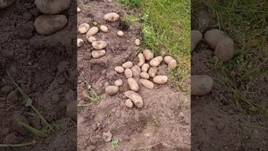 картофель Варяг