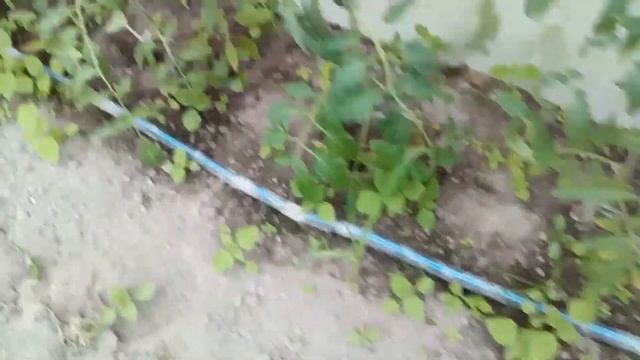 Странное поведение крота 2. смотреть онлайн