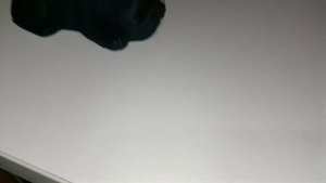 обзор на новую собачку