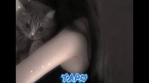 ТАРО - ЕГОР КРИД, TENDERLYBAE, ЕГОРИК (SPEED UP)