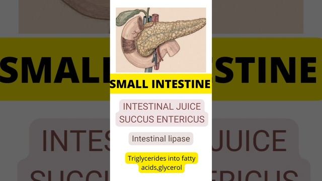 how digestion of fat occur ?? смотреть онлайн