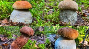 САМЫЕ КРАСИВЫЕ ГРИБЫ СЕЗОНА 2021. ТОП-20