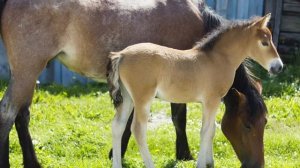 Корова, лошадь и коза.mp4