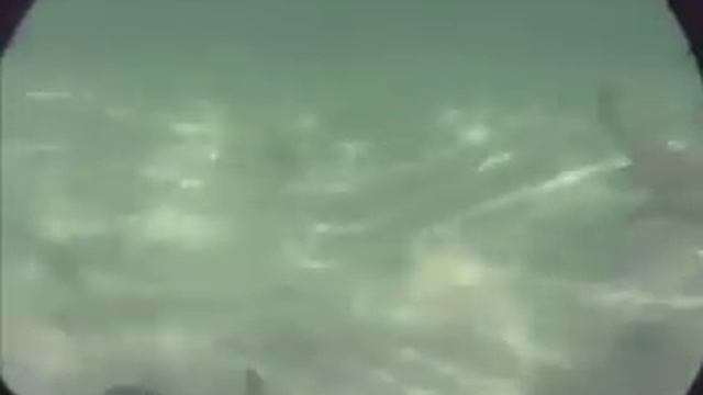 Miami Florida & Bahamas Compilation of Diving 06-07 with Sharks, Rays, and others.mov смотреть онлайн
