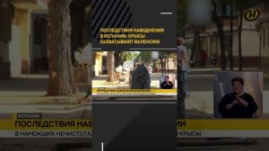 Последствия наводнения в Испании: крысы захватывают Валенсию