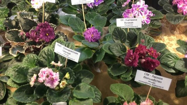 Выставка цветов. Шестая часть. 3 апреля 2021 смотреть онлайн