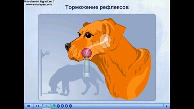 19 ноября 2020 г.