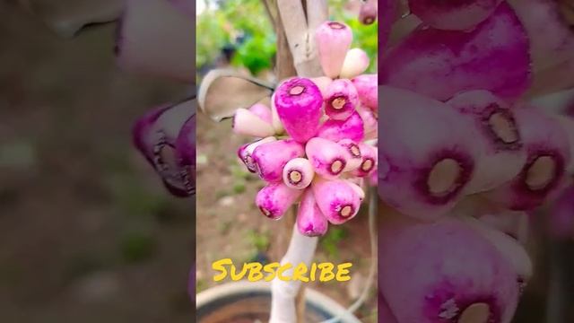 Thai King naval fruiting stage plant garden flowers rare plant