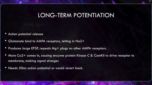 Neurobiology of learning  memory  Biopsychology