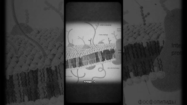 Что такое цитиколин? смотреть онлайн